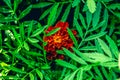 Orange marigold flowers in garden, green background, close up, symbol of autumn Royalty Free Stock Photo