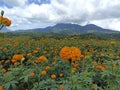 Orange marigold flowers garden view with dramatic sky clouds over mountain. Flowerbed background. Spring or summer flower plants. Royalty Free Stock Photo