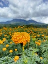 Yellow marigold flowers garden view with dramatic sky clouds over mountain. Flowerbed background. Spring or summer flower plants.