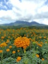 Orange marigold flowers garden view with dramatic sky clouds over mountain. Spring or summer flower plants. Royalty Free Stock Photo