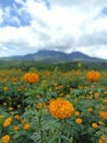 Orange marigold flowers garden view with dramatic sky clouds over mountain. Flowerbed background. Spring or summer flower plants.