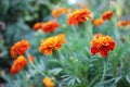 Orange marigold flowers in the summer garden. Royalty Free Stock Photo