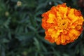 Orange marigold flowers in the summer garden. Royalty Free Stock Photo