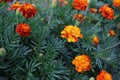 Orange marigold flowers in the summer garden. Royalty Free Stock Photo