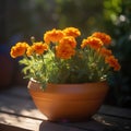 Orange marigold flowers in a terracotta pot on a wooden table