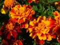 Orange marigold tagetes flowers with growing in the vegetable garden Royalty Free Stock Photo