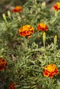 Orange marigold or tagetes flowers, leaves, seeds. Close-up marigold flowers field pattern (Tagetes erecta, Royalty Free Stock Photo