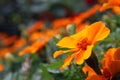 Orange marigold - Tagetes Lucida Royalty Free Stock Photo