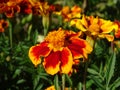 An orange marigold tagetes with a yellow edge on the leaves growing in the vegetable garden Royalty Free Stock Photo