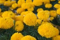Orange Marigold. Vietnam flower market in Tet holiday/Lunar new year