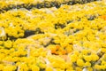 Orange Marigold. Vietnam flower market in Tet holiday/Lunar new year