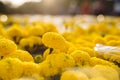 Orange Marigold. Vietnam flower market in Tet holiday/Lunar new year