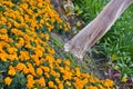 Orange Marigolds around Tree Royalty Free Stock Photo