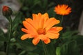 Orange marigolds bloom in the garden. Royalty Free Stock Photo