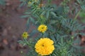 Orange marigolds on a flower bed closeup. Merigold flower, orange flower in garden Royalty Free Stock Photo