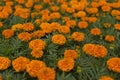 Orange Marigolds on the flower bed. Large meadow with flowers Royalty Free Stock Photo