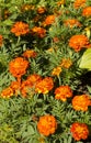 Orange marigolds