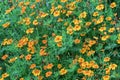 Orange marigolds Tagetes erecta, Mexican marigold, Aztec marigold, African marigold