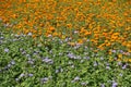 Orange marigolds and violet flossflowers in the flowerbed