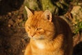 Orange Marmalade Cat