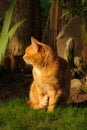 Orange Marmalade Cat