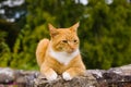 Orange Marmalade Cat