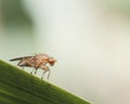 Marsh fly on a blade of grass Royalty Free Stock Photo