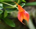 Orange Masdevallia Orchid In Bloom