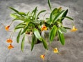 Masdevallia Hoosier Angel in bloom