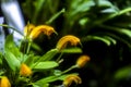 Orange Masdevallia orhid flowers