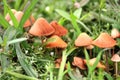 Orange Mashrooms