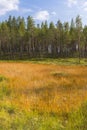 Orange meadow during summer with spuces Royalty Free Stock Photo