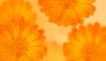 Orange medicinal herb Calendula flowers or Pot Marigold with water drops on a yellow gradient background. Beautiful Royalty Free Stock Photo