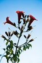 Orange mediterranean flowers on a morning sunshine in Sithonia