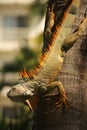 An Orange Mexican Iguana Descending a Palm Tree. Royalty Free Stock Photo