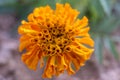 Orange Mexican Marigold flower (Tagetes) in the sunflower family (Asteraceae)