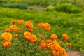 Orange mexican marigolds, Tagetes flower