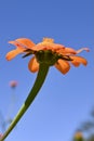Orange Mexican Sunflower and Blue Sky