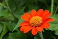 Orange mexican sunflower