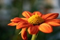 orange Mexican sunflower on a hot summer day Royalty Free Stock Photo