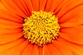 Orange Mexican sunflower Tithonia rotundifolia or Fiesta Del Sol flower detail macro photo with stunning intense orange colors