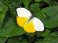 Orange Migrant male butterfly