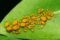 Orange Milkweed Aphids Royalty Free Stock Photo