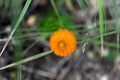 Orange Milkwort Flower Royalty Free Stock Photo