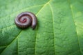 Orange Millipede Spiral