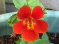 Orange mimulus Royalty Free Stock Photo