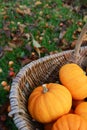 Orange mini pumpkin in a rustic woven basket Royalty Free Stock Photo