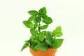orange mint herb in white background Royalty Free Stock Photo