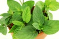 Orange mint herb in white background