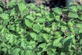 Orange Mint Plant Close-Up